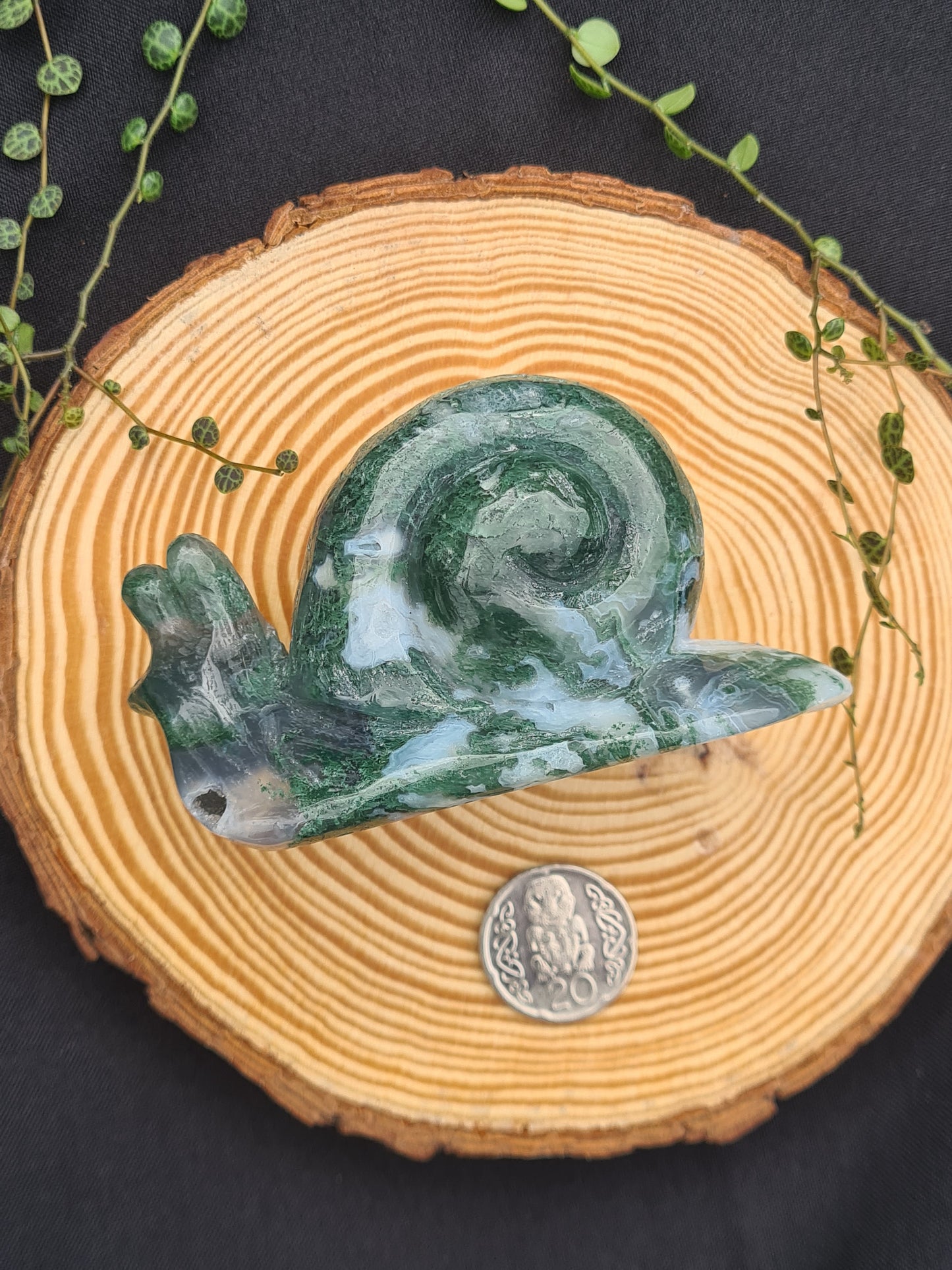 Moss Agate Snail